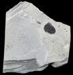 Elrathia Trilobite In Shale - Utah #55188-1